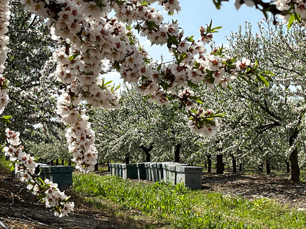 bees and almond trees